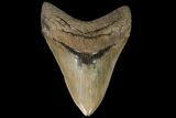 Serrated, Fossil Megalodon Tooth - Georgia #89795-2